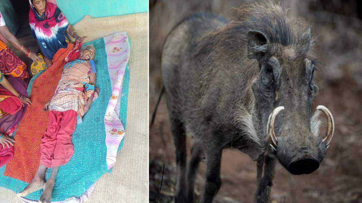 जंगली सुअर के हमले से  बुजुर्ग महिला की मौके पर ही दर्दनाक मौत