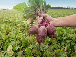 गेहूं-आलू नहीं ये खेती है वरदान, कम लागत और मेहनत न के बराबर