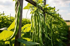 Beans cultivation: बींस की खेती किसानों के लिए बेहद ही फायदेमंद,बाजारों में रहती है खूब डिमांड 