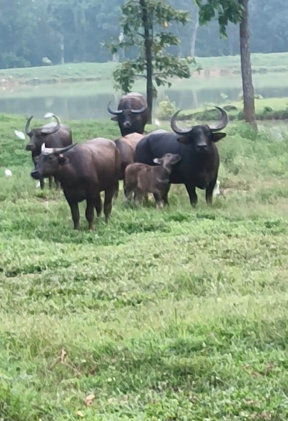  राजकीय पशु के लिए बारनावापारा अभ्यारण्य बना अनुकूल वन भैसों की संख्या में हुई वृद्धि