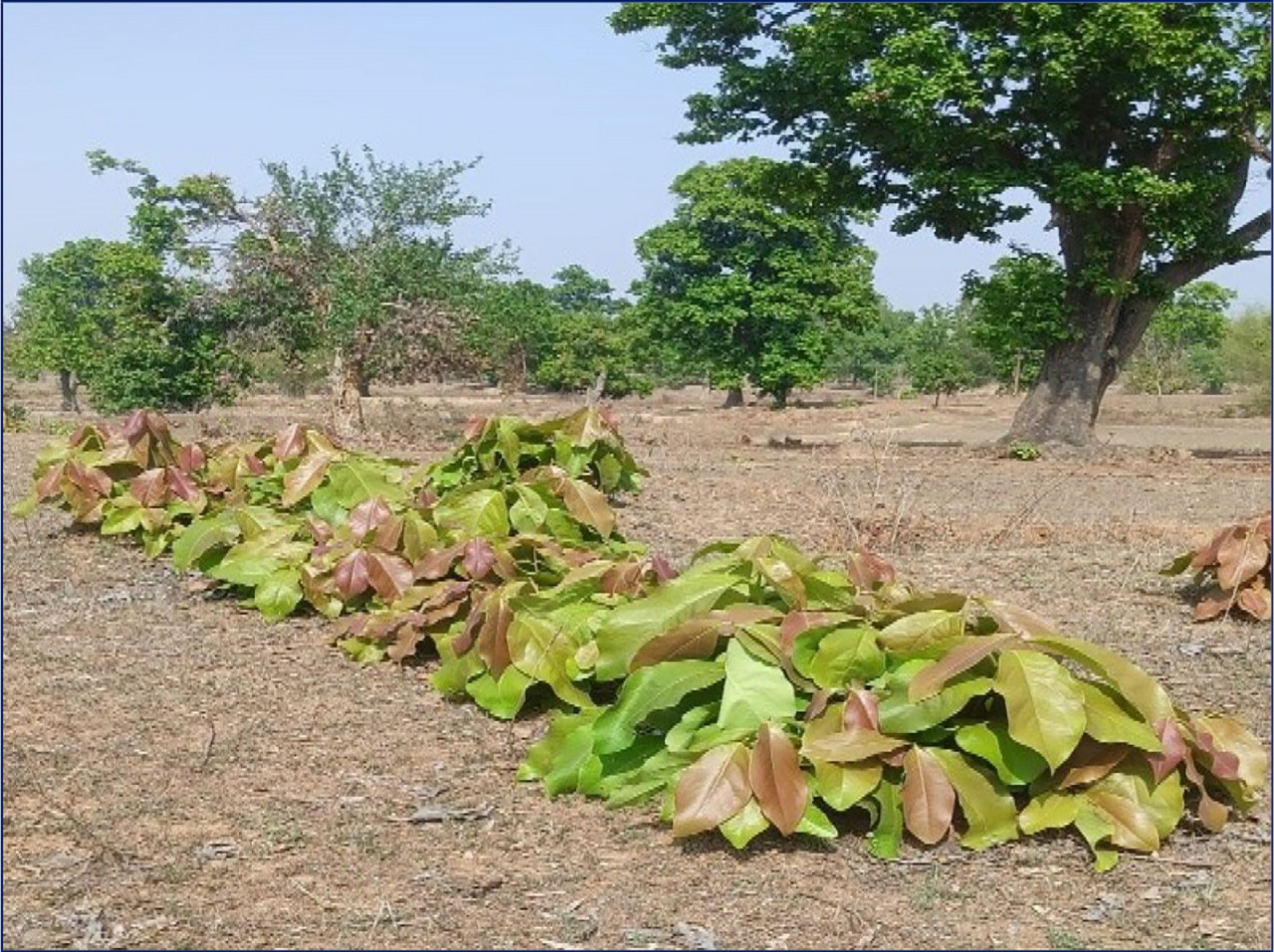 जंगल से निकली समृद्धि: तेंदूपत्ता से ग्रामीण अर्थव्यवस्था को मिला 920 करोड़ का बूस्ट"