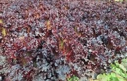 कम लागत में ज्यादा मुनाफा,पत्ते वाली ये खेती बनी किसानों की कमाई का नया मॉडल