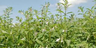 ग्रीष्मकालीन में तिल की खेती कर देगी मालामाल,जानें उन्नत तकनीक और प्रबंधन