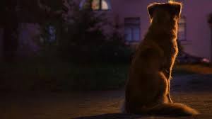 रात के सन्नाटे में क्यों रोते हैं कुत्ते-बिल्लियां? जानें क्या कहता है शकुन शास्त्र