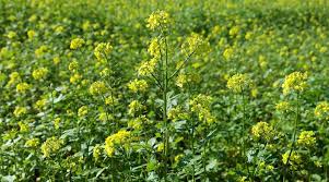 कम समय में ज्यादा पैदावार : सरसों की इन किस्मों की करें खेती तगड़ी होगी कमाई 