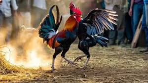 मुर्गे ने ऐसी लड़ाई लड़ी कि उसका मालिक बन गया करोड़पति
