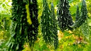 करेले की खेती में अपनाएं आधुनिक तकनीक, मिलेगा अधिक उत्पादन और मुनाफा