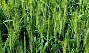 गेहूं की अच्छी और बंपर पैदावार के लिए जरुर करें ये काम 