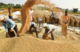 जिले में अब तक 42 हजार क्विंटल से अधिक धान की हुई खरीदी
