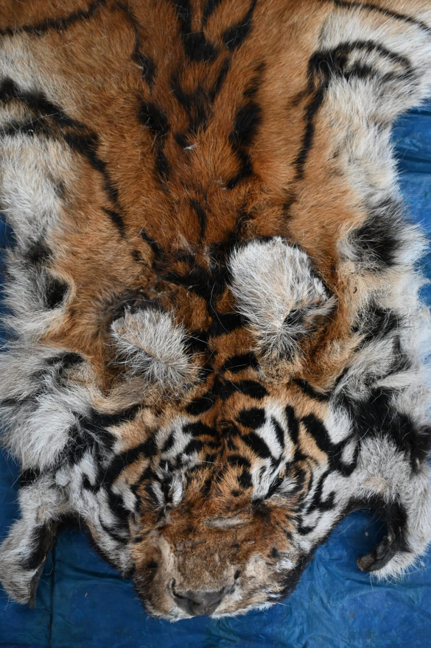 वन विभाग की बड़ी कार्रवाई : बाघ और तेंदुए के शिकार में शामिल डिप्टी रेंजर सहित 9 आरोपी गिरफ्तार