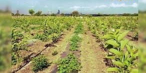 यूट्यूब से प्रेरणा लेकर अमरूद के बाग में की सहफसली खेती,अब हो रही तगड़ी कमाई