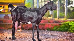 किसानों के लिए बेहद फायदेमंद है बकरी पालन,कम लागत में होगा ज्यादा मुनाफा