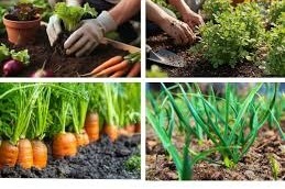 इस वैज्ञानिक विधि से घर पर खेत जैसे उगेंगे मूली, धनिया, लहसुन, टमाटर, गाजर,जानें तरीका...