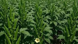 घर बैठे उगाएं भिंडी: कम लागत में बालकनी गार्डनिंग से पाएँ ताजा स्वाद
