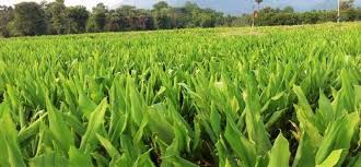 कम लागत में बंपर मुनाफा देगी हल्दी की खेती,जानिए एक्सपर्ट से 