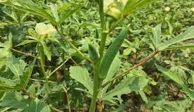 कम लागत में तगड़ा मुनाफा,भिंडी की ये 5 किस्में बनाएंगी मालामाल, साल भर मिलेंगे अच्छे दाम