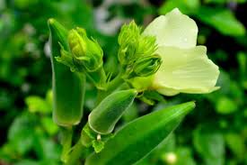 कम लागत में हो जाएंगे मालामाल,गर्मी आने से पहले कर लें भिंडी की खेती,जानिए तरीका