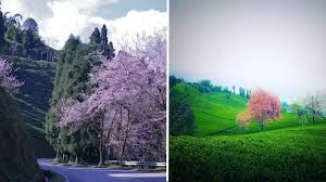 कम बजट में ऐसे लें सिक्किम यात्रा का शानदार अनुभव