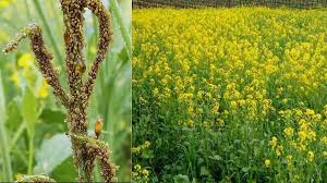 सरसो की फसल में मौसम बदलने से लग रहे हैं कीड़े, तों कर दें इसका छिड़काव