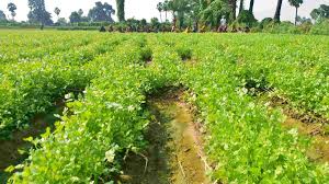  ठंड के सीजन में करें इस सब्जी की खेती,हो जाएंगे मालामाल