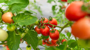गर्मी में टमाटर खेती का कमाल, कम लागत में ज्यादा मुनाफा