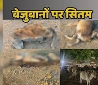   गरियाबंद : गौशाला में चारे पानी के अभाव में 19 गायों ने कैसे तड़प-तड़प कर तोड़ दिया दम