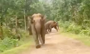 हाथियों ने रायगढ़ में मचाया उत्पात,बाइक सवार को दौड़ाया