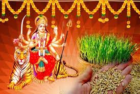 नवरात्रि के पहले दिन जौ क्यों बोए जाते हैं? जानिए इसके क्या है धार्मिक महत्व