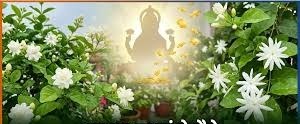 छत पर लगाएं ये सुगंधित पौधे, घर में बनी रहेगी सुख-समृद्धि और सकारात्मक ऊर्जा
