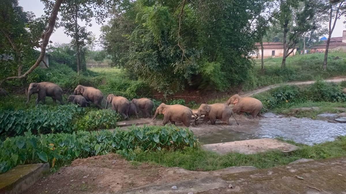 सरगुजा के घनी आबादी में पहुंचा 11 हाथियों का दल, फोटो खींचने और वीडियो बनाने को लेकर लोगों में मची होड़