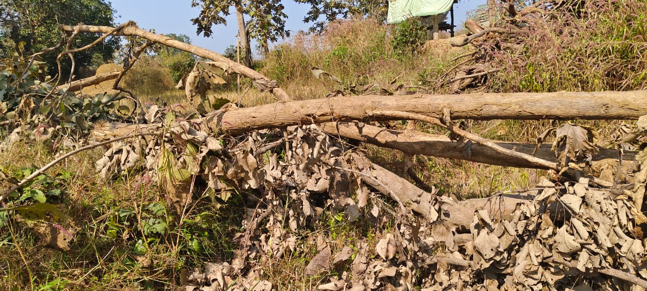 सुखा नाला में पुलिया निर्माण कार्य में ठेकेदार द्वारा कीमती सागौन पेड़ों की कटाई और अवैध मुरूम खनन का आरोप