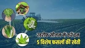 ये है खरीफ सीजन की टॉप 5 सबसे मुनाफे वाली फसलें,जानें कौन सी हैं वों फसलें 