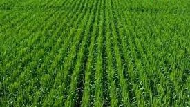 गेहूं की बुवाई से पहले जानें बीज का सही जमाव, बढ़ाएं फसल की उपज