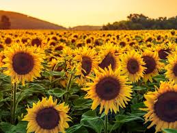 कम लागत में ज्यादा मुनाफा, इस तरह करें सूरजमुखी की खेती.. 