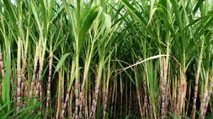 रबी सीजन में गन्ने की बेहतर पैदावार के लिए इन बातों का रखें ध्यान 