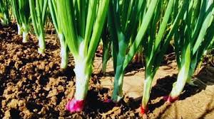 प्याज के एक पौधे में हुआ तो पूरी फसल को तबाह कर देगा ये रोग,जानें कैसे करें देखरेख 
