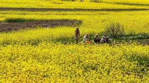 किसान रबी सीजन में करें सरसों के इस वैरायटी की खेती,होगा तगड़ा मुनाफा 