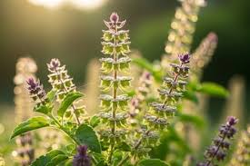  तुलसी की मंजरी से करें ये उपाय,पैसों की किल्लत होगी दूर  