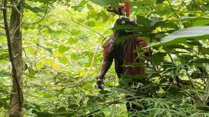 तुरनाम के जंगल में युवक-युवती का शव पेड़ पर लटका मिला,इलाके में फैली सनसनी