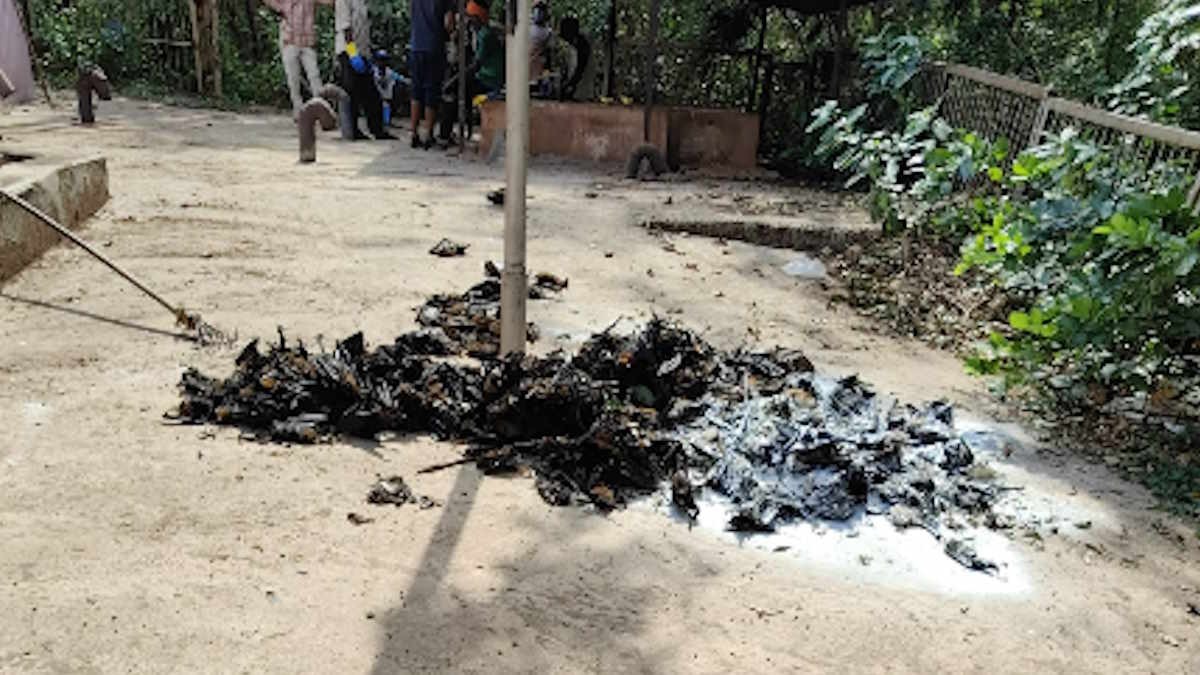 45 डिग्री की मार: दल्लीराजहरा में रोज 500 तक चमगादड़ों की मौत, नगर पालिका भी बेबस