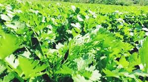 भिंडी और धनिया की जोड़ी क्यों है सुपरहिट? जानें कैसे करें एक साथ खेती?