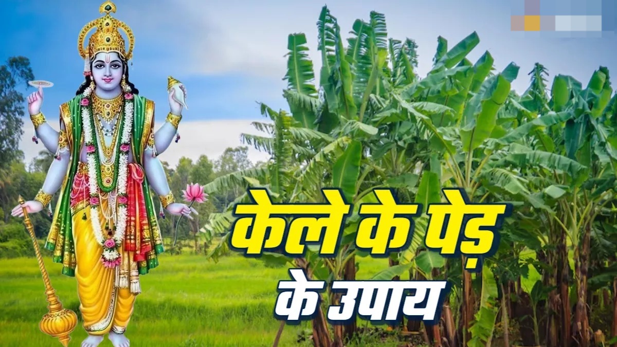 केले के पेड़ से जुड़े ये उपाय गुरुवार की पूजा में जरूर करें,हर समस्या को होगा समाधान 