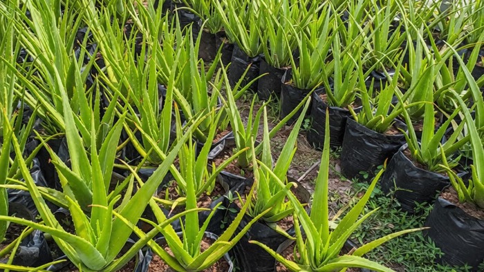 एलोवेरा की खेती से मोटी कमाई: कम लागत में सालाना 10 लाख तक का मुनाफा