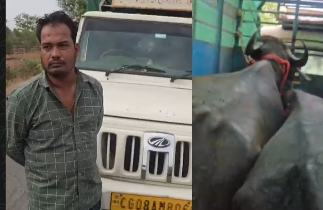 डोंगरगढ़ में दबंगों की करतूत! पिकअप चालक से मारपीट, भैंसें कब्जे में लेकर डेयरी संचालक से वसूले 1 लाख रुपये