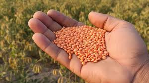 कम समय में तैयार होने वाली उन्नत किस्म,मसूर की यह किस्म देगी किसानों को बंपर पैदावार