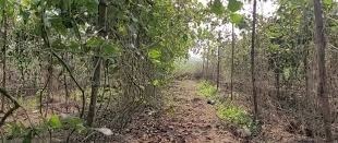 मचान विधि : अब खेत को बिना जोते 5 सीजन तक करें खेती,लाखों में होगी कमाई