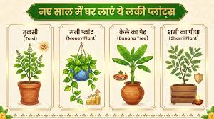 नए साल में इन पौधों को घर में दें जगह ,घर में होगा सुख-शांति का वास 