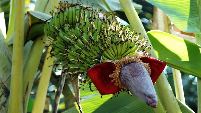 कम लागत, ज्यादा मुनाफा: केले की वैज्ञानिक खेती से बढ़ेगी आय