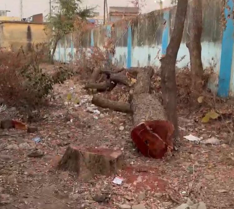 पीएम श्री भरत देवांगन हाई स्कूल में पेड़ो की कटाई के मामले ने पकड़ा तूल,शाला समिति पे कार्यवाही की माँग 