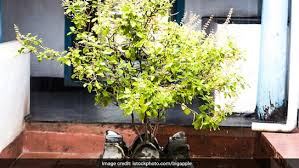 तुलसी पूजा के समय करें इन मंत्रों का जप,चमकेगी किस्मत